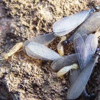 OPC Pest Services ico