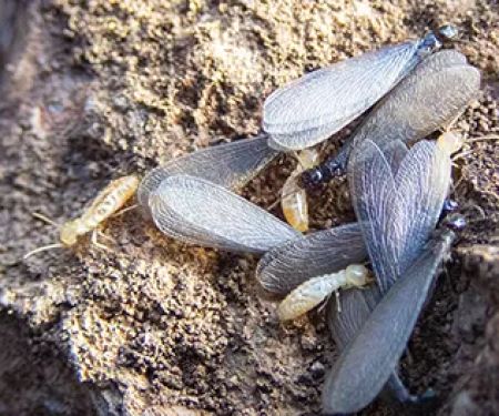 OPC Pest Services
