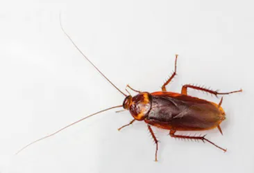 OPC Pest Services Picture 2