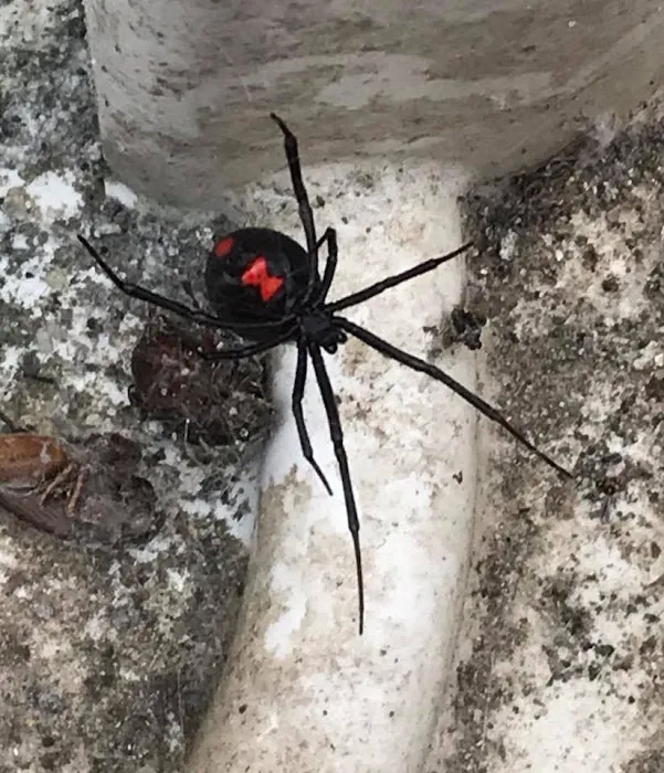Home Pro Pest Control and Home Services LLC Picture 9