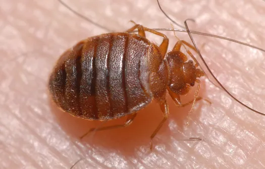 Home Pro Pest Control and Home Services LLC Picture 4