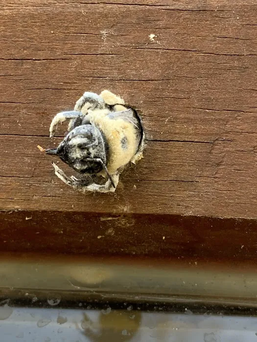Home Pro Pest Control and Home Services LLC Picture 10