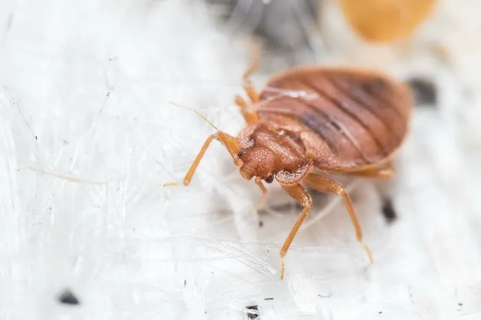 Home Pro Pest Control and Home Services LLC Picture 1