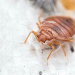 Home Pro Pest Control and Home Services LLC