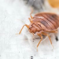 Home Pro Pest Control and Home Services LLC ico