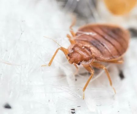 Home Pro Pest Control and Home Services LLC