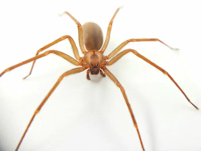 Home Pro Pest Control and Home Services LLC Picture 3