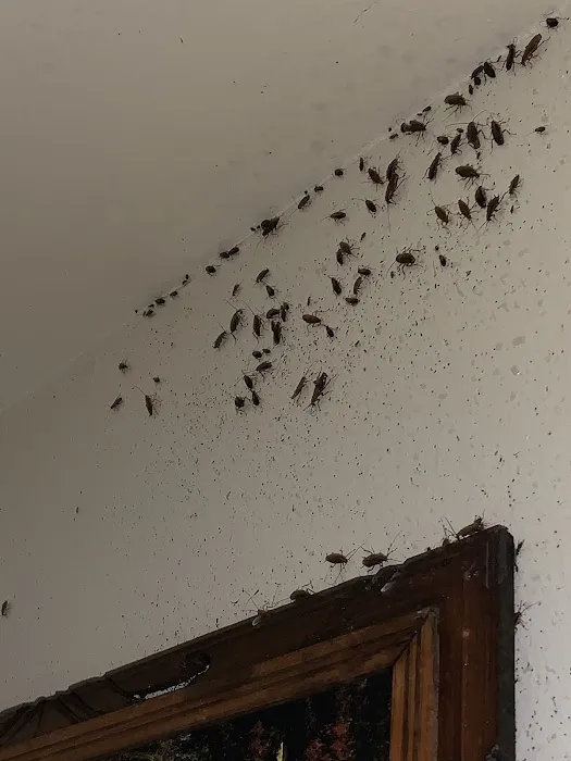 Home Pro Pest Control and Home Services LLC Picture 7