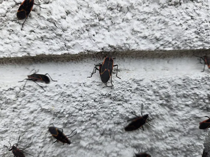Proven Pest Solutions Picture 1