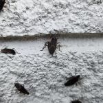 Proven Pest Solutions