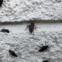 Proven Pest Solutions ico