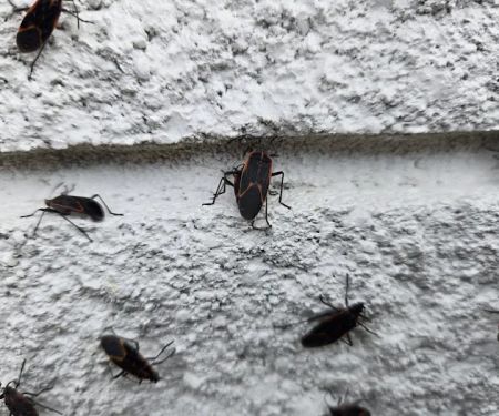 Proven Pest Solutions