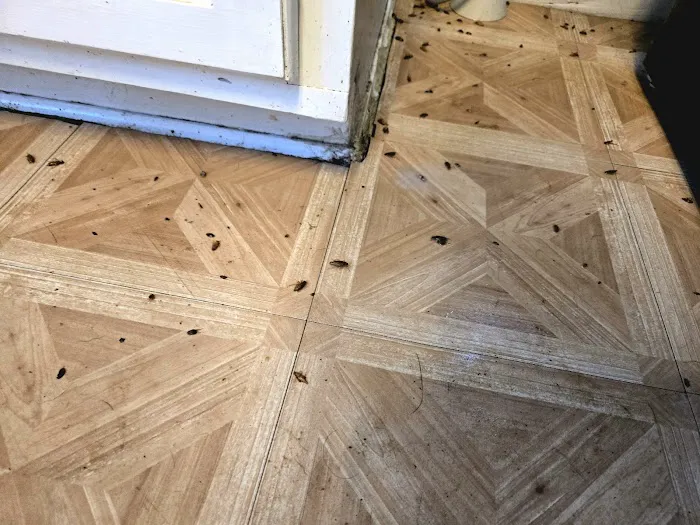 Proven Pest Solutions Picture 10