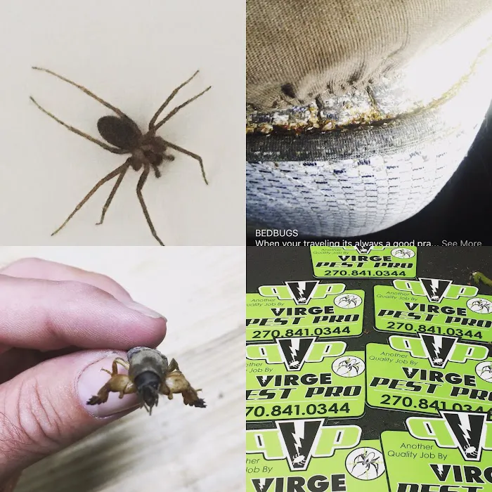 VIRGE PEST PRO Picture 5