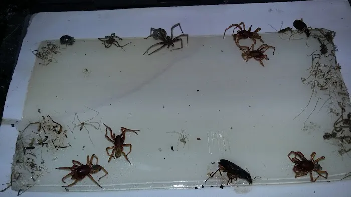 Smithereen Pest Management Services Picture 6