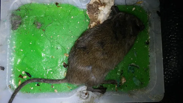 Smithereen Pest Management Services Picture 7
