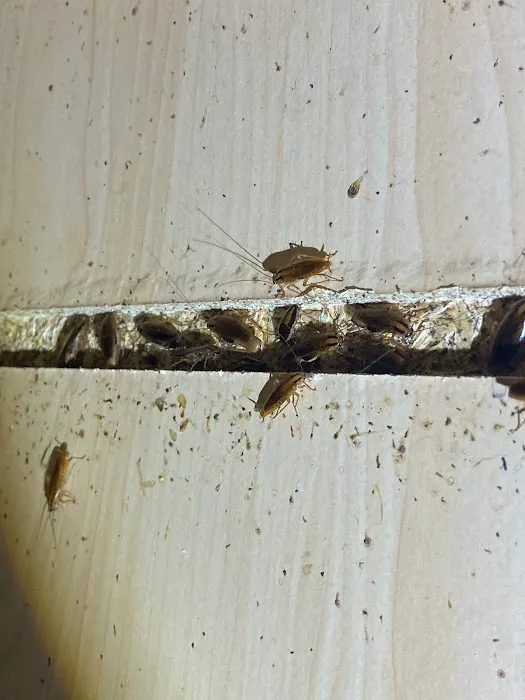 VENPRO PEST SOLUTIONS Picture 4
