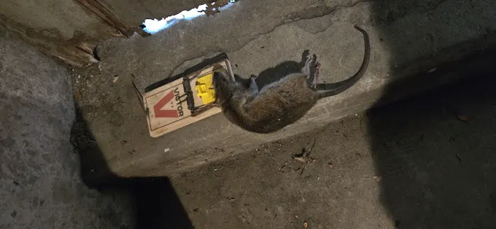 THE PEST CONTROL COMPANY Picture 7