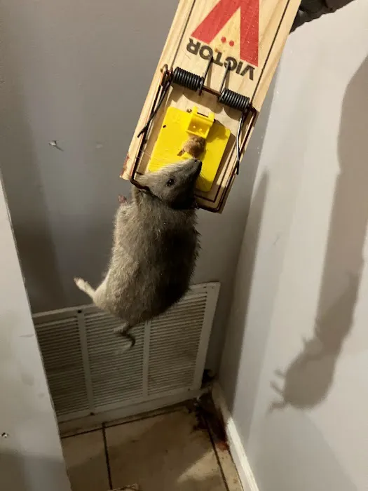 THE PEST CONTROL COMPANY Picture 5