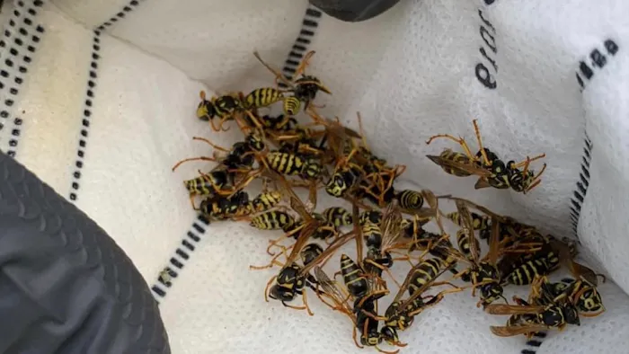THE PEST CONTROL COMPANY Picture 3