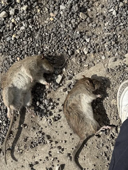 THE PEST CONTROL COMPANY Picture 10