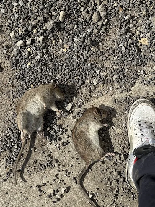 THE PEST CONTROL COMPANY Picture 8