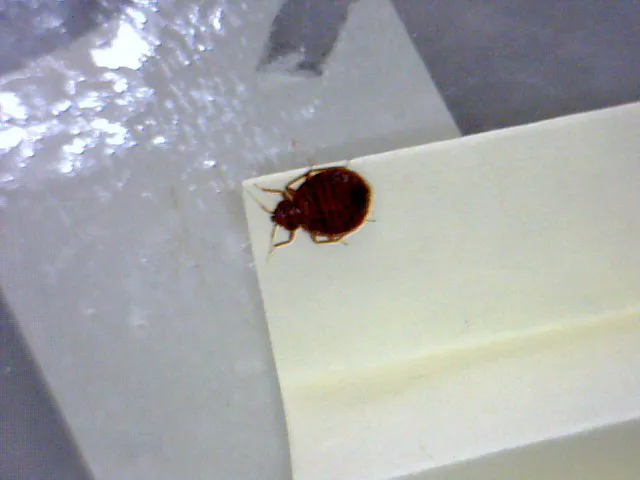 Bed Bug Exterminator Chicago Picture 4