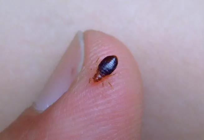 Bed Bug Exterminator Chicago Picture 2