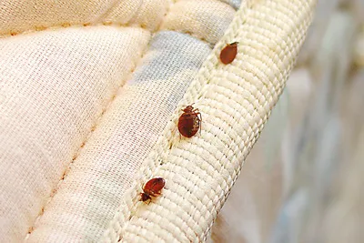 A1 Bed Bug Exterminator Picture 1
