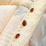 A1 Bed Bug Exterminator
