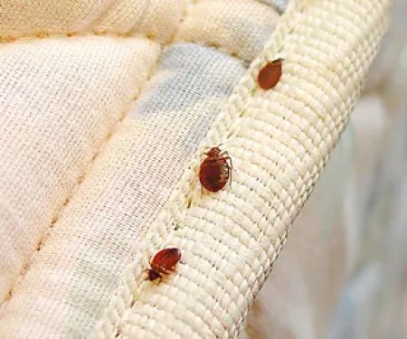 A1 Bed Bug Exterminator