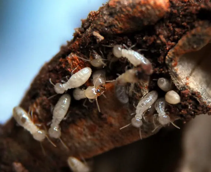 Baskin's Termite & Pest Control Picture 5