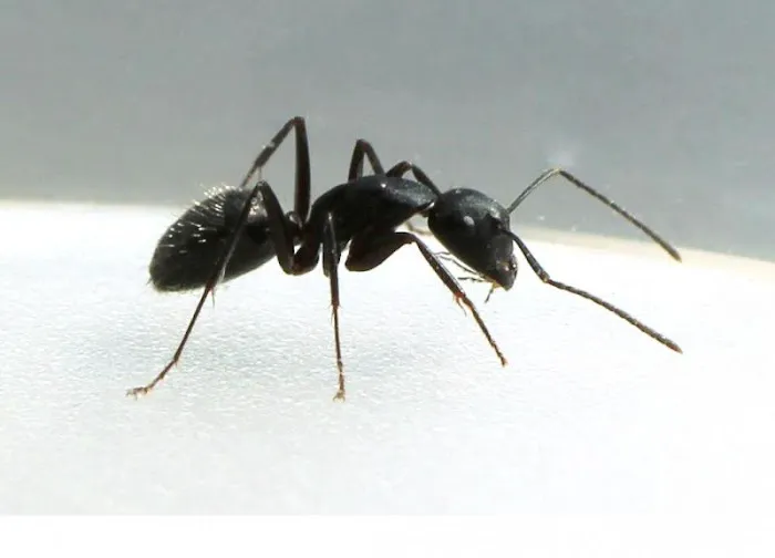 Baskin's Termite & Pest Control Picture 3