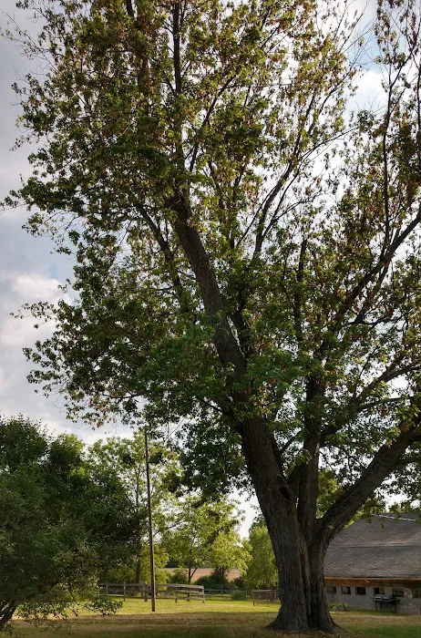 Parshall Tree Care Experts Picture 5