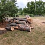 Parshall Tree Care Experts