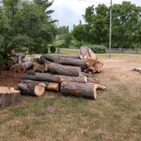 Parshall Tree Care Experts ico