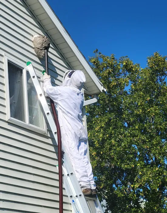 Got'em Wasp & Hornet Removal Picture 4