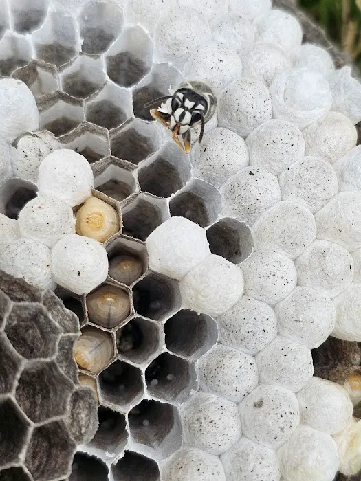 Got'em Wasp & Hornet Removal Picture 1