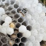 Got'em Wasp & Hornet Removal