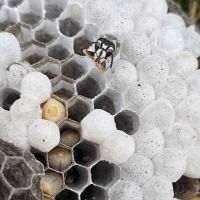 Got'em Wasp & Hornet Removal ico
