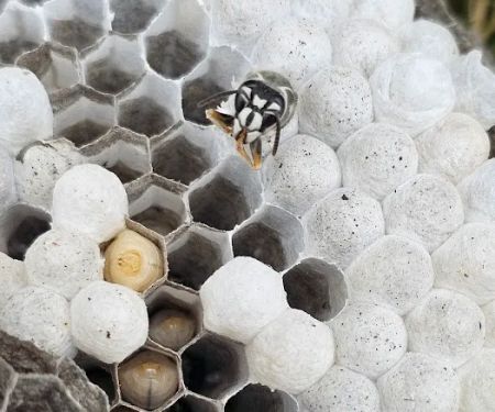 Got'em Wasp & Hornet Removal