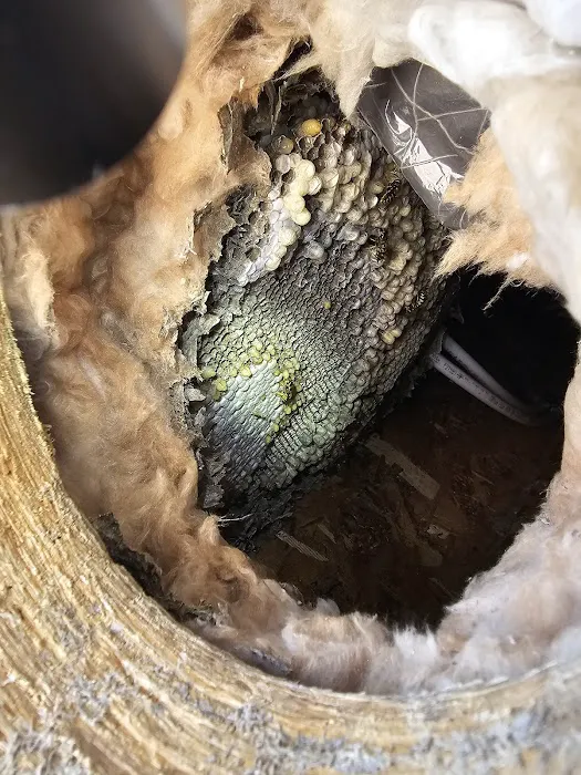 Got'em Wasp & Hornet Removal Picture 9
