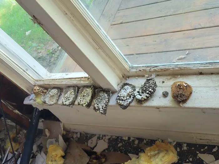 Got'em Wasp & Hornet Removal Picture 7