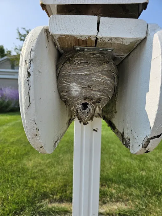 Got'em Wasp & Hornet Removal Picture 6
