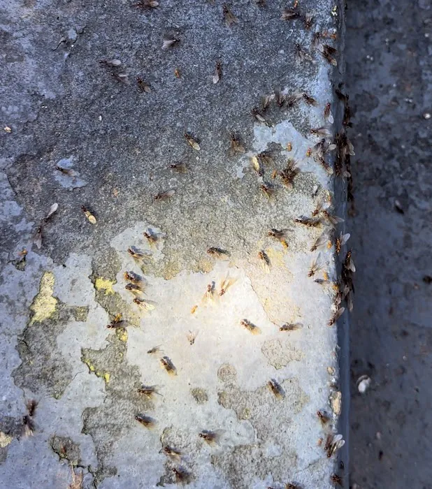 Maples Pest Control Picture 6