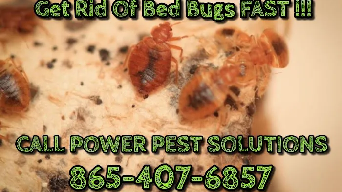 Power Pest Solutions LLC Picture 1