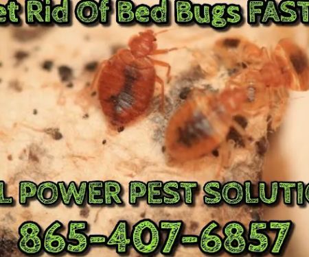 Power Pest Solutions LLC