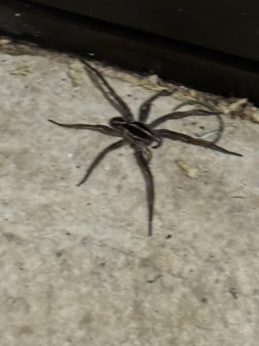 Nuclear Pest Control Picture 1