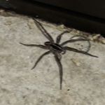 Nuclear Pest Control