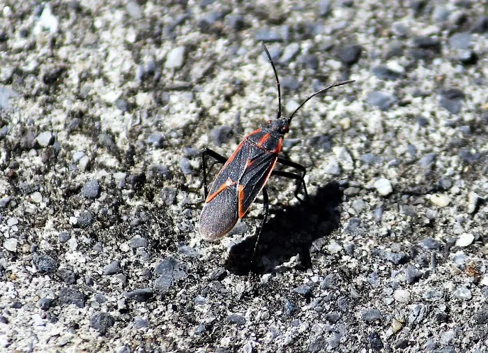 Northwest Exterminating - Ringgold Picture 7